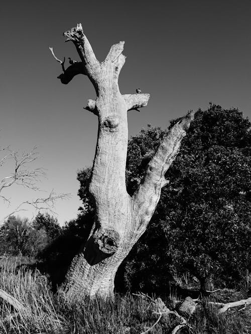 A Grayscale Photo of a Tree Trunk