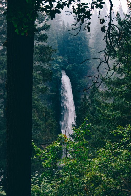 Free Stunning view of a waterfall amidst foggy, lush green forest trees. Stock Photo