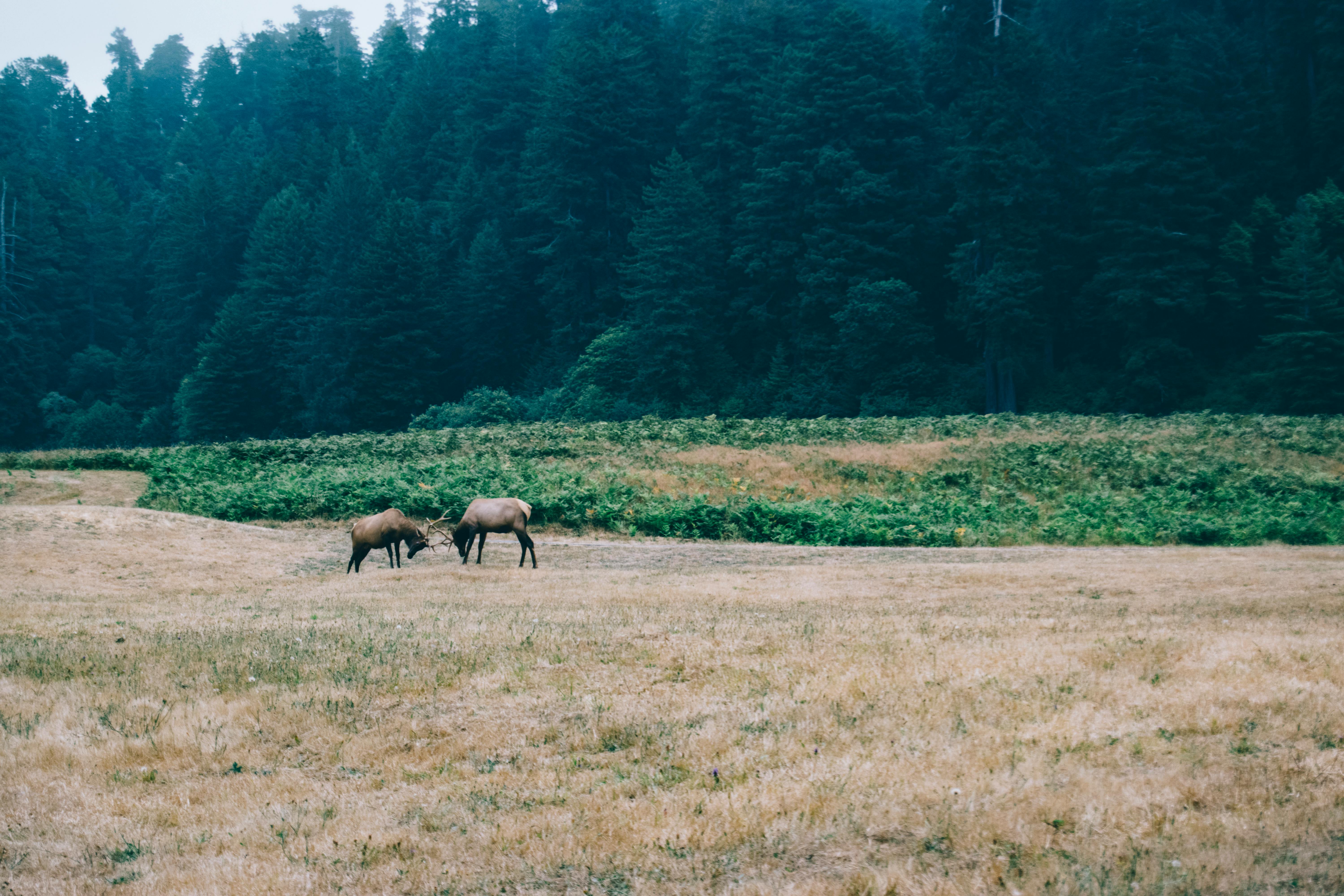 Two Elks Locking Horns · Free Stock Photo