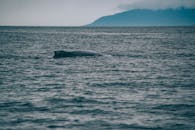 A Whale in the Ocean