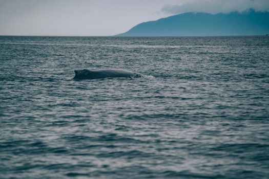 Ishigaki whale shark snorkel — Okinawa