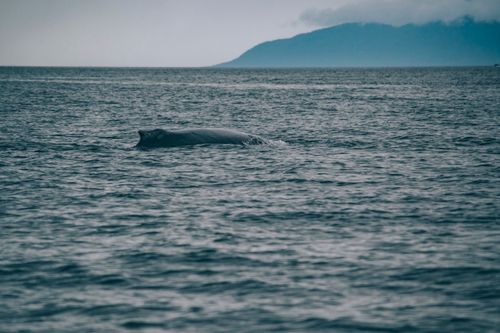 Free Capture of a whale surfacing in a calm ocean near mountainous terrain. Stock Photo