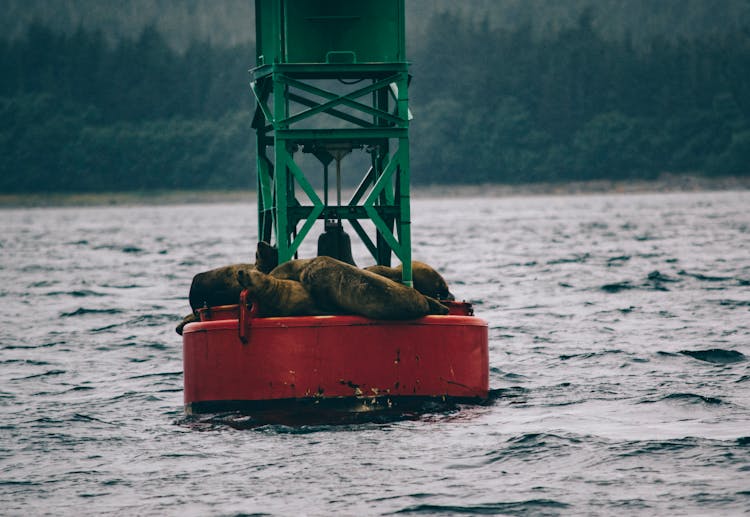 Seals Resting On Platform On Water