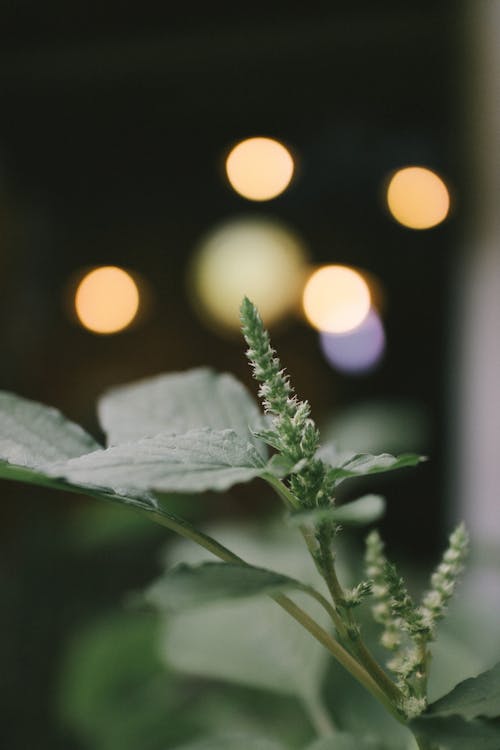 A Close-up Shot of Green Leaves