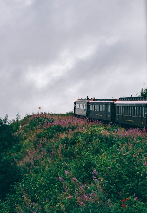 교통체계, 기차, 꽃밭의 무료 스톡 사진