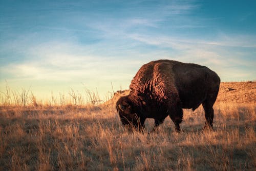 Free A Bison on a Grass Field Stock Photo