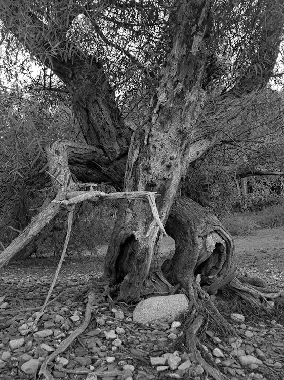 Free stock photo of embracing willow trees