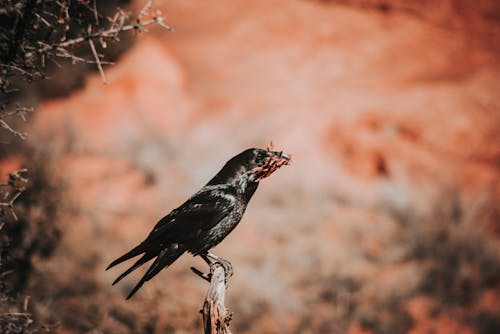 A Close-Up Shot of a Crow