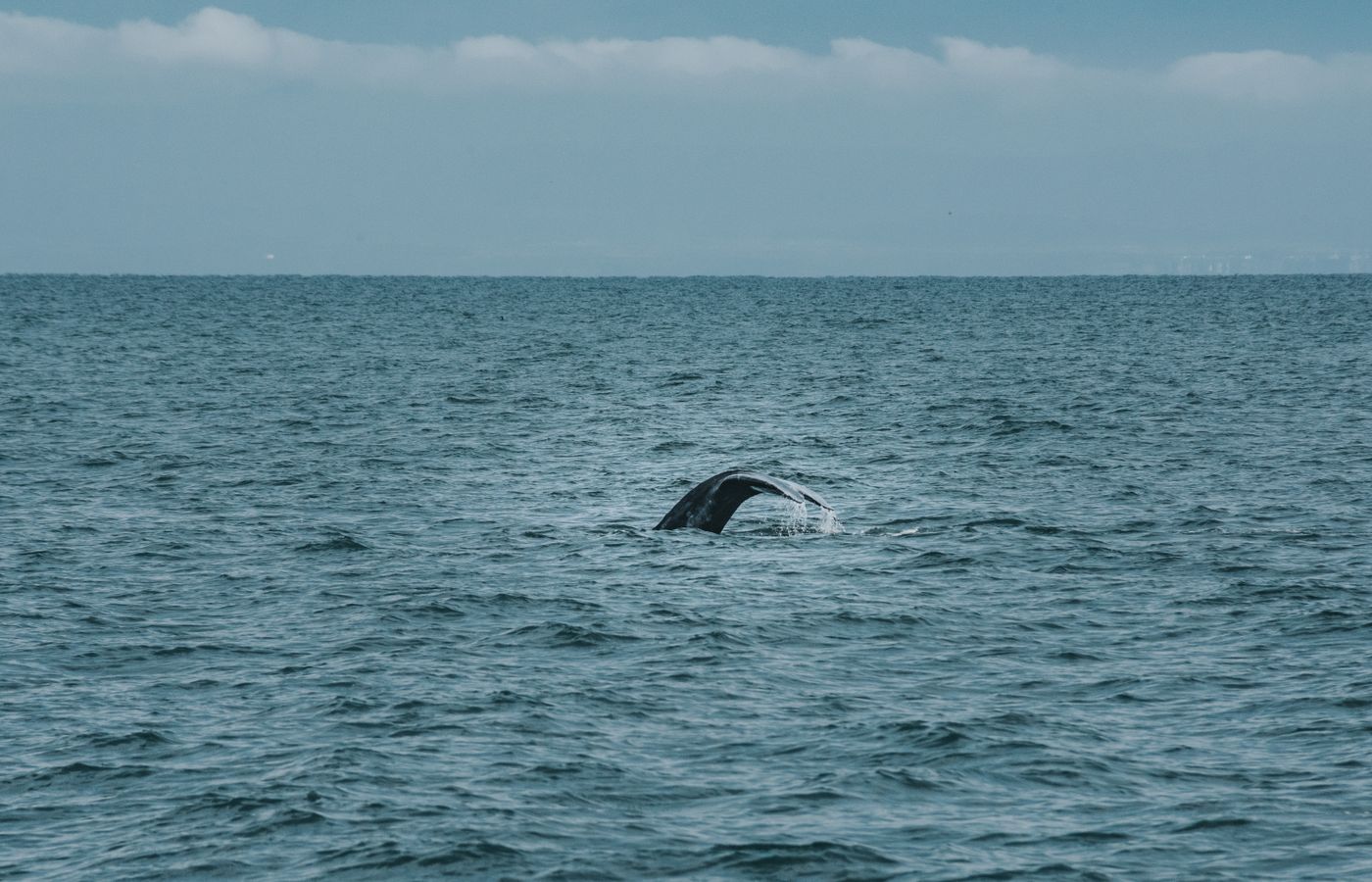 A whale's tail surfaces above the ocean waves under a cloudy sky.