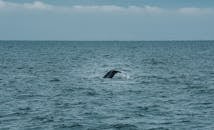 Whale Tail on Blue Sea