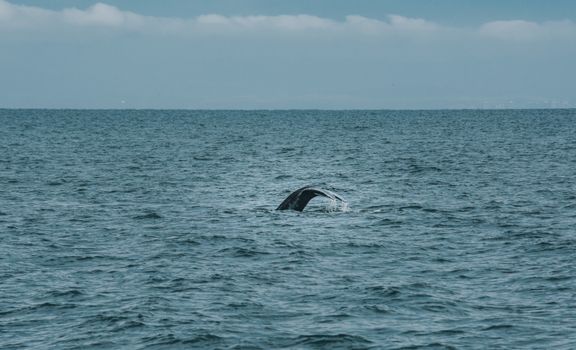 Whale watching Hermanus (season) — Cape Town