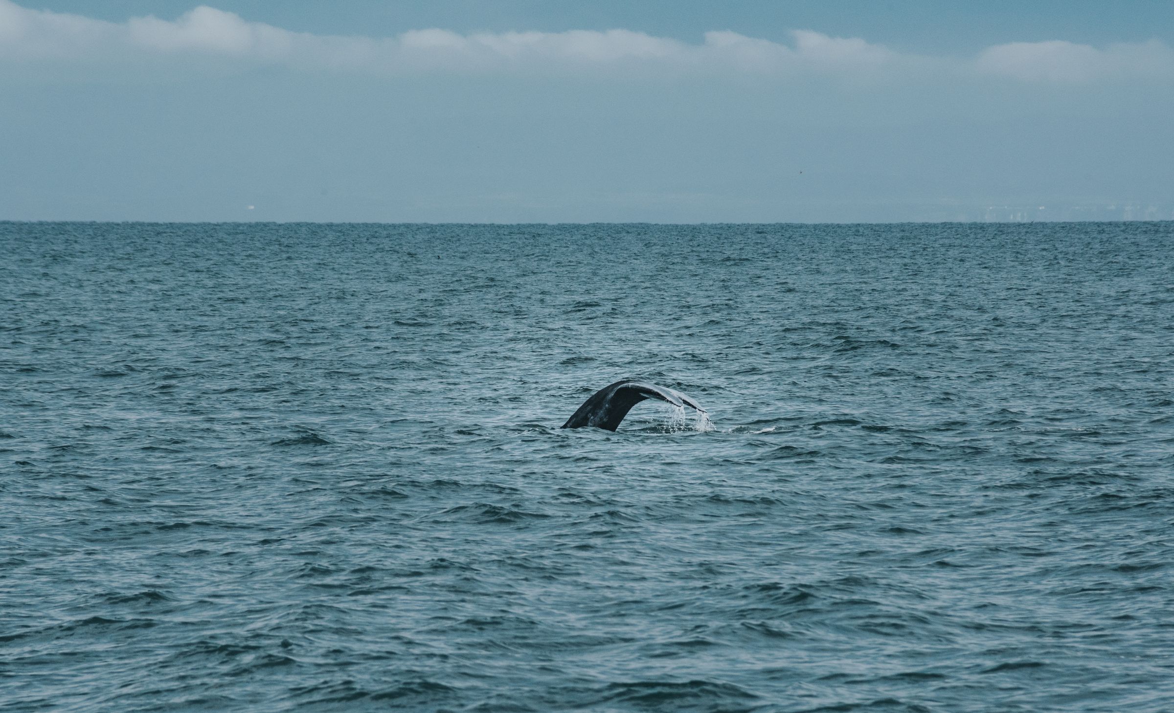 Walvis Ijsland