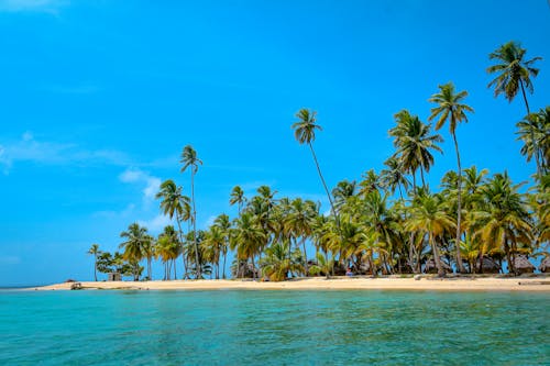 Free A Palm Trees on the Beach Under the Blue Sky Stock Photo