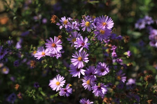 Foto stok gratis aster, bagus, berbunga