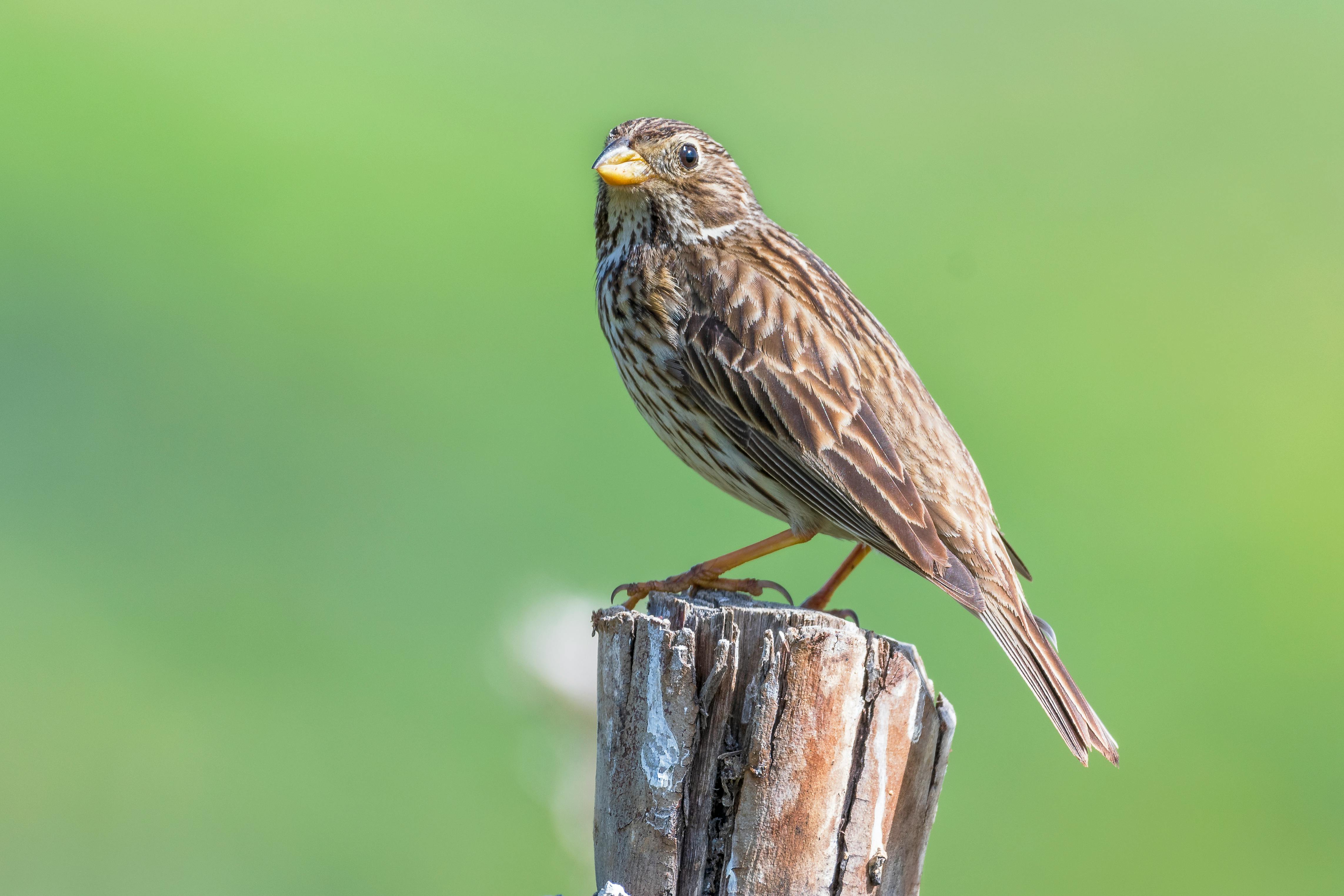 Red And Blue Buntings · Free Stock Photo