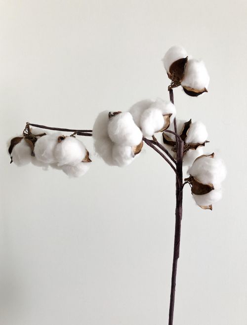 Free A close-up of a cotton branch with fluffy white bolls on a white background. Stock Photo