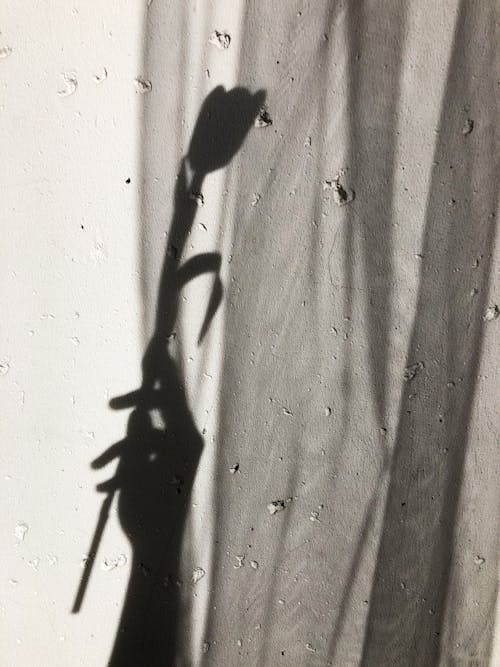A Shadow of a Person's Hand Holding a Flower