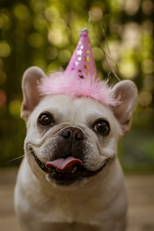 Free A French Bulldog Wearing a Pink Party Hat Stock Photo