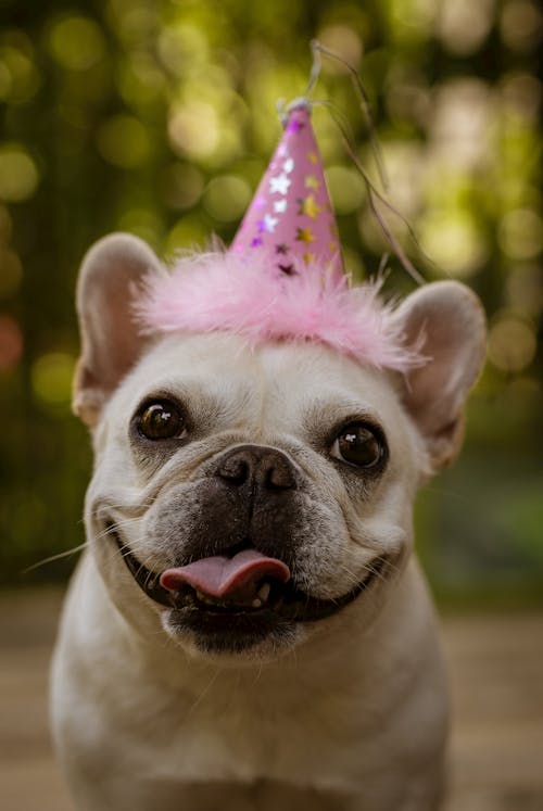 Free A French Bulldog Wearing a Pink Party Hat Stock Photo