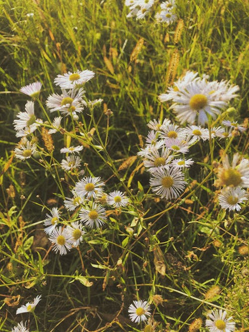 White Aster Flowers on Green Grass 
