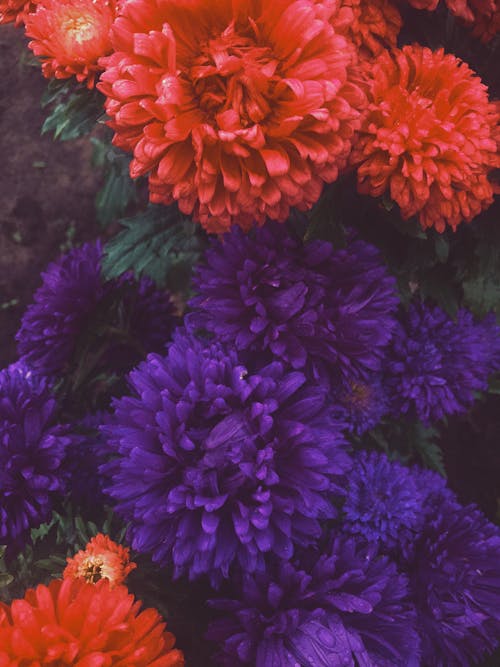 Bezpłatne Darmowe zdjęcie z galerii z chryzantema, kwiaty, kwitnięcie Zdjęcie z galerii