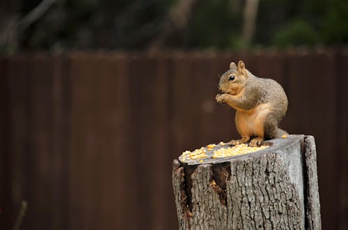 무료 귀여운, 나무 줄기, 다람쥐의 무료 스톡 사진
