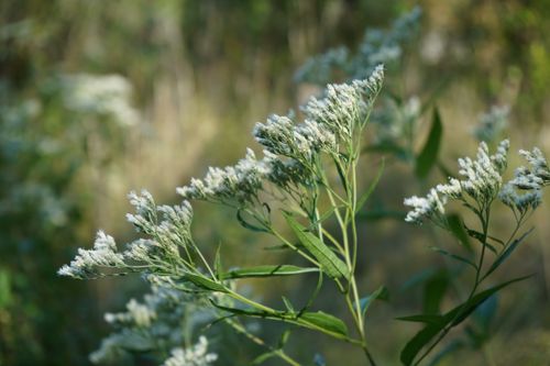 Free Delicate white wildflowers captured in sunlight, showcasing natural beauty. Stock Photo