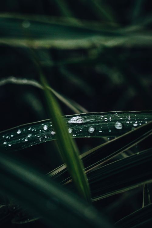 Free Macro shot of raindrops resting on green leaves in a forest in Ontario, Canada, showcasing nature's beauty. Stock Photo