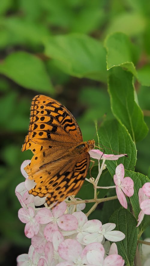 Free Close-Up Photo of a High Brown Fritillary on Top of Pink Flowers Stock Photo