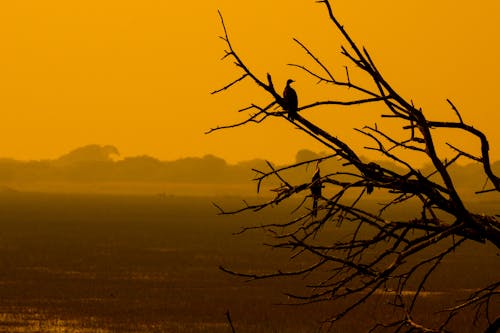 Birds Perched on Tree Branches during Golden Hour 
