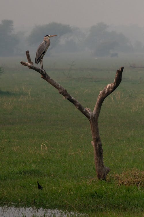 Brown Bird on Brown Tree Branch