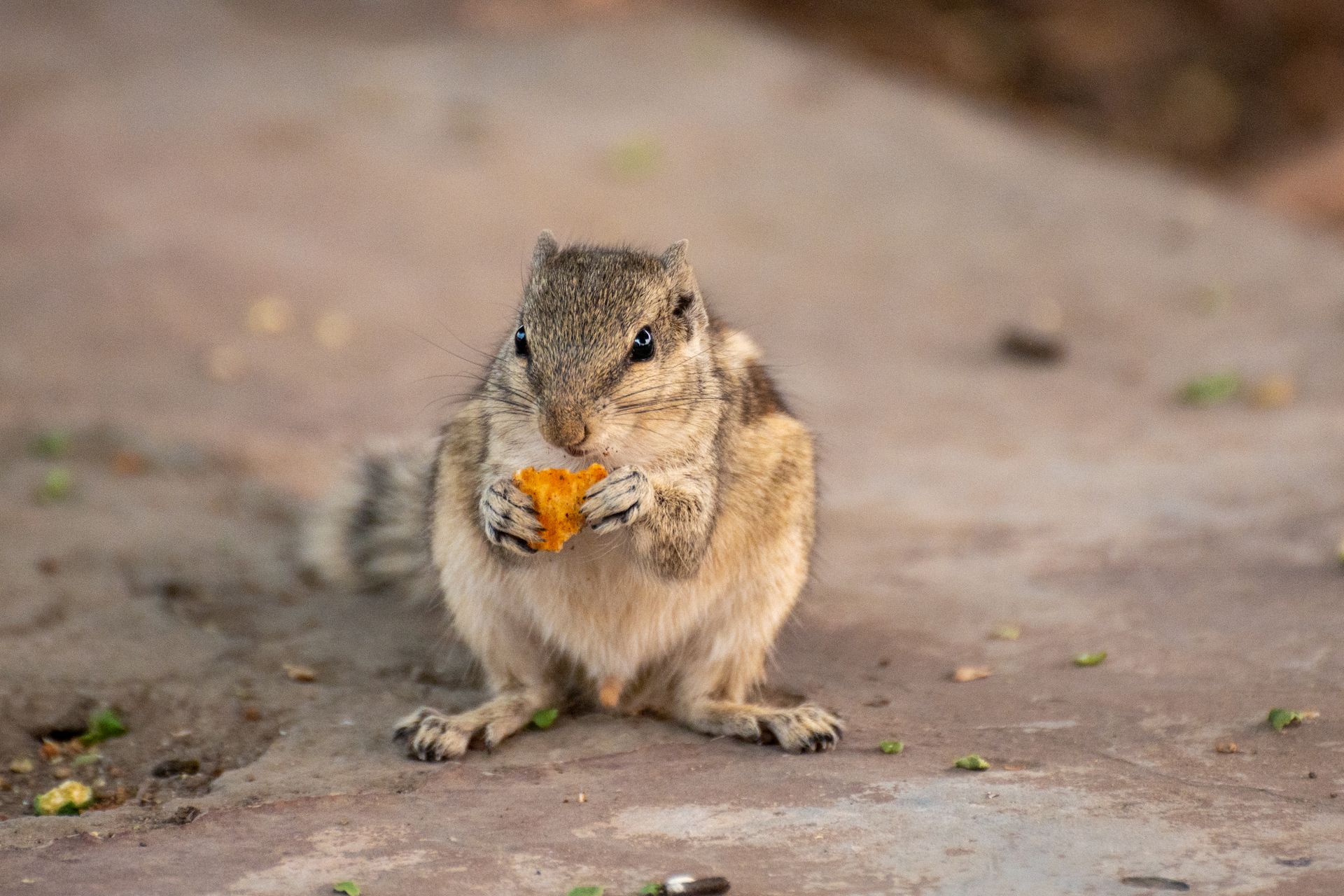 Chipmunk Eating a Fruit
