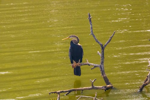 Anhinga Bird on Tree Branch