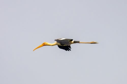 Photo of a Flying Painted Stork 