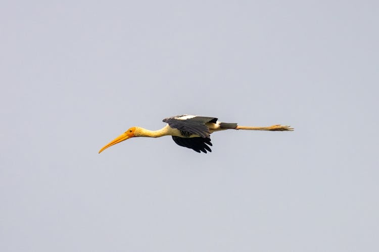 Photo Of A Flying Painted Stork 