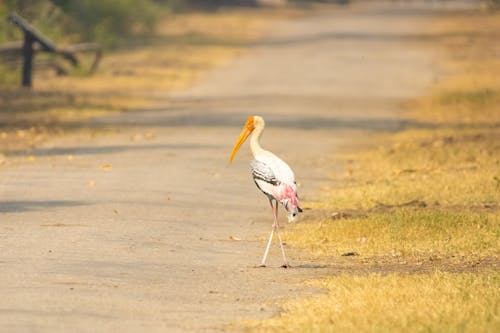 White Painted Stork Bird near the Green Grass 