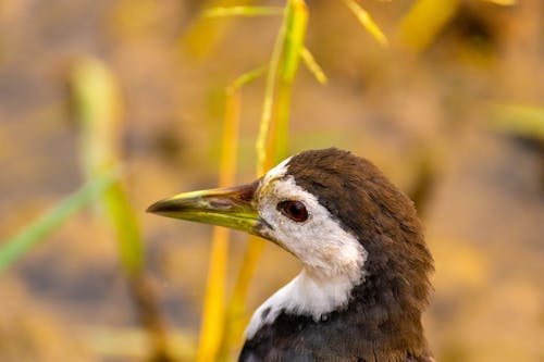 Close-Up Shot of a Bird 