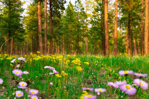 Yellow and Purple Flowers on Green Grass Field