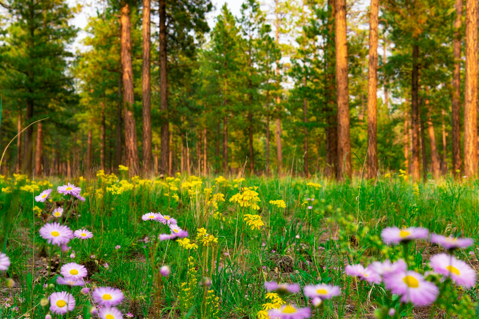 Vibrant wildflowers bloom in a tranquil New Mexico forest, perfect nature scenery.