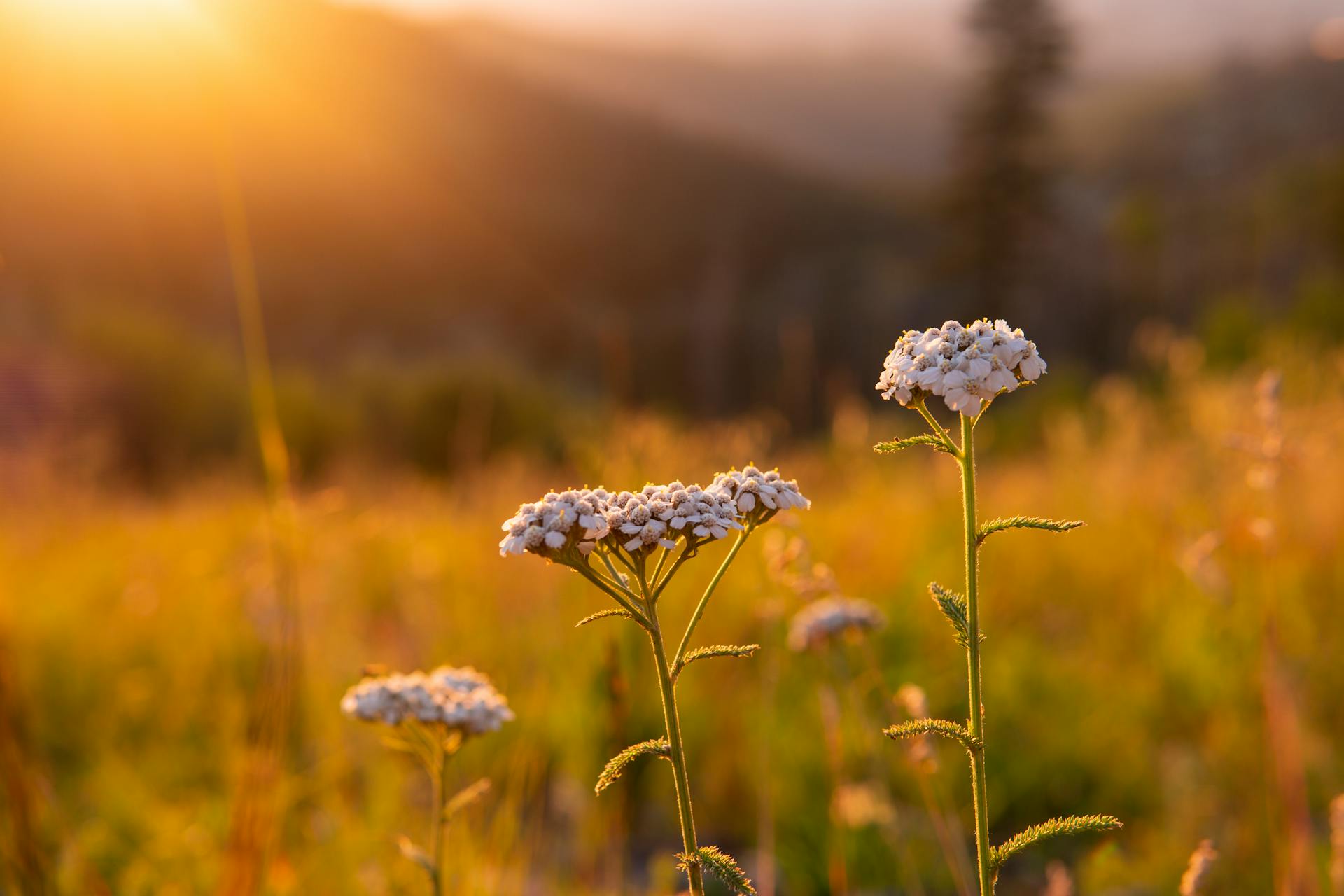 Beautiful white yarrow flowers basking in the golden glow of a sunset in a New Mexico field.