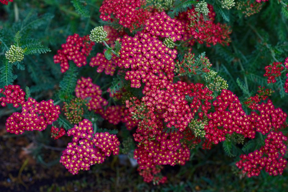 Colorful red yarrow flowers in full bloom, showcasing intricate details of petals and leaves.