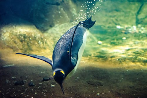 Foto profissional grátis de jardim zoológico, mergulho, pinguim