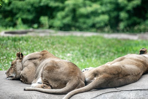 Foto profissional grátis de dormindo, jardim zoológico, leão