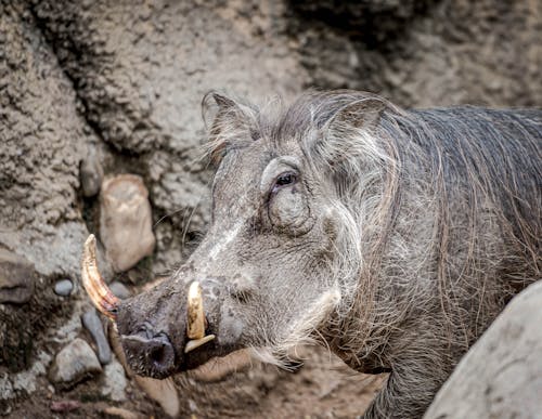 Foto profissional grátis de jardim zoológico, javali, porco