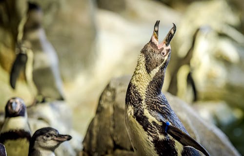 Gratis lagerfoto af pingvin, zoo