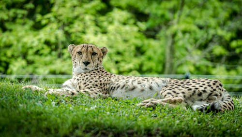 Foto profissional grátis de guepardo, jardim zoológico