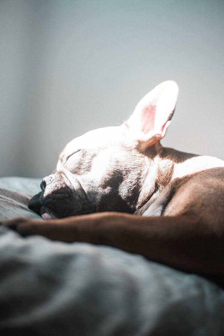 A French Bulldog Sleeping 