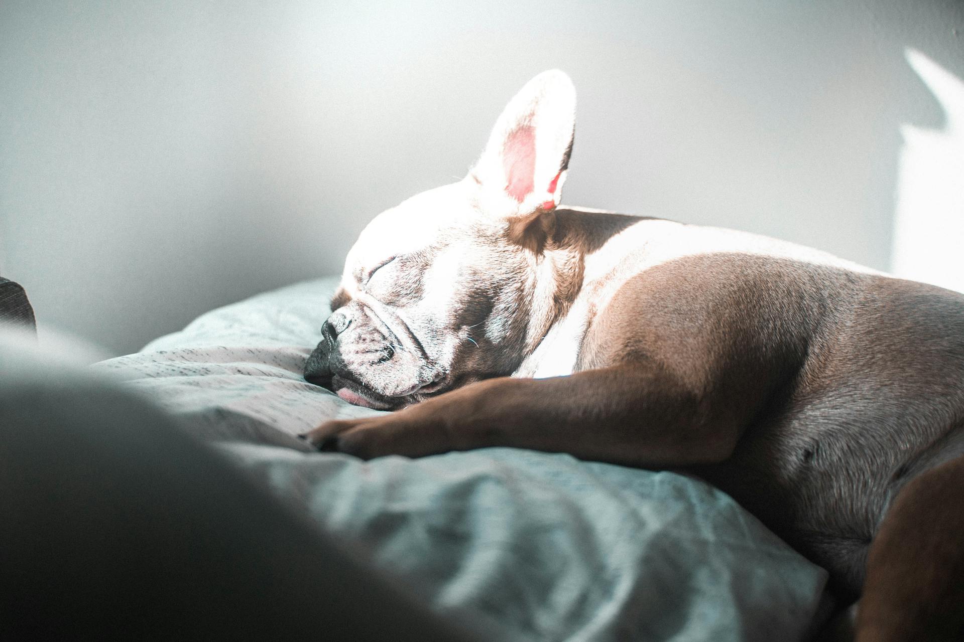 Close-Up Shot of a French Bulldog Sleeping