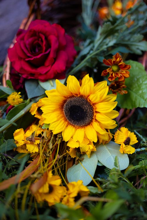 Close Up Photo of Sunflower