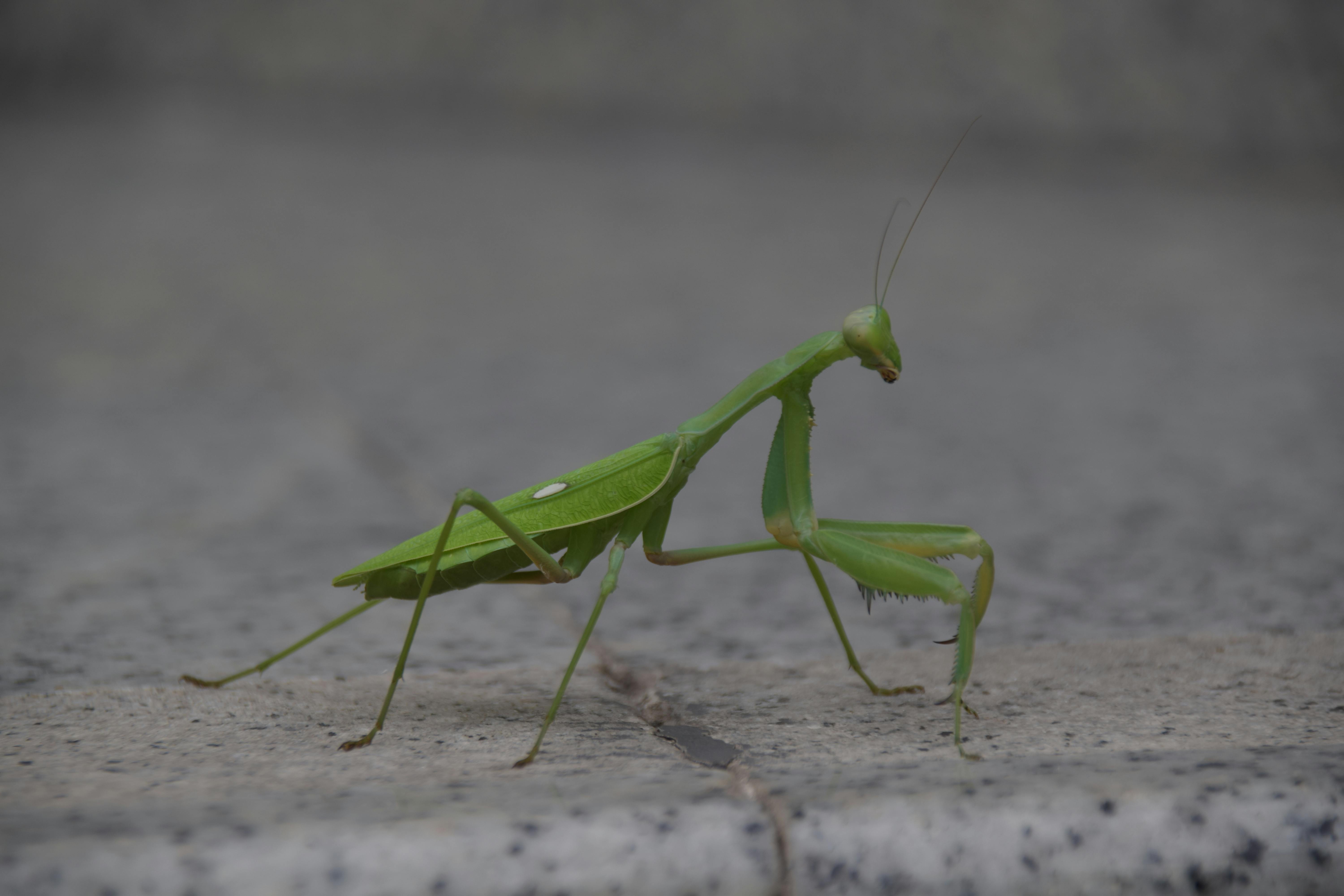 カマキリ 虫の無料の写真素材